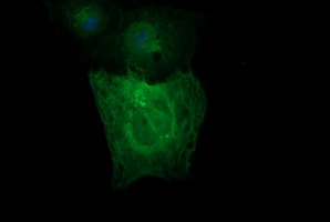 m06868 2 anti beta ii tubulin tubb2a mouse monoclonal antibody clone id oti3e6 if testing 3