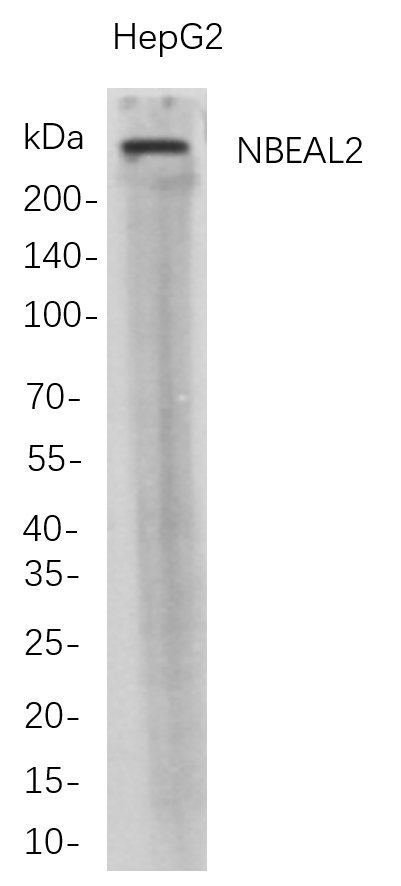 Western Blot analysis of HepG2 whole cell lysates were separated by 4-20% SDS-PAGE, and the membrane was blotted with anti-NBEAL2 rabbit mAb