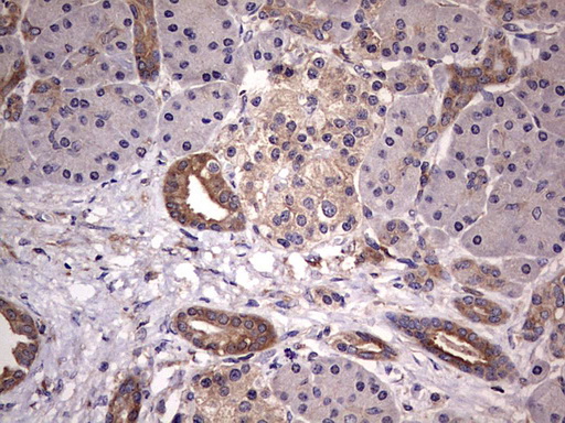 Immunohistochemical staining of paraffin-embedded Human pancreas tissue within the normal limits using anti-KYNU mouse monoclonal antibody