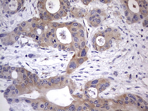 m06885 anti l kynurenine hydrolase kynu mouse monoclonal antibody clone id oti1h1 ihc testing 4