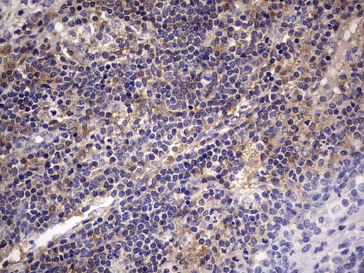 m06885 anti l kynurenine hydrolase kynu mouse monoclonal antibody clone id oti1h1 ihc testing 6