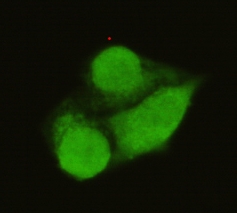 Immunofluorescent staining data of GTF2B using Anti-TFIIB GTF2B Monoclonal Antibody (M06893-1)