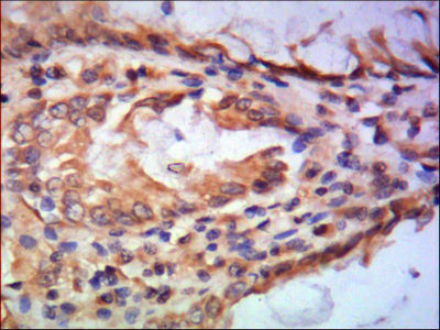 Immunohistochemistry validation of GTF2B using Anti-TFIIB GTF2B Monoclonal Antibody (M06893-1)