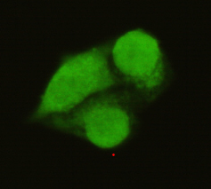 Immunocytochemistry of HeLa cells using anti- TFIIB antibody diluted 1:50
