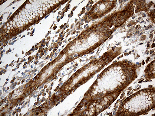 m06903 1 anti interleukin 34 il34 mouse monoclonal antibody clone id oti5e1 ihc testing 5