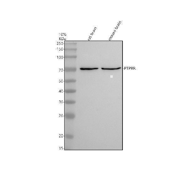 Western blot analysis of PTPRR using anti-PTPRR antibody (M06905)