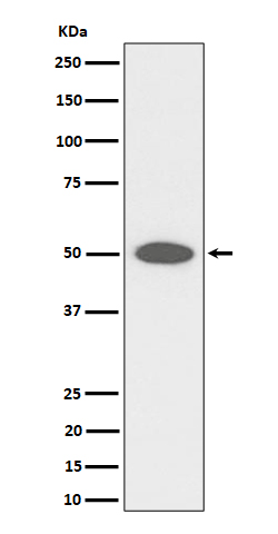 Western blot analysis of CEP43 expression in HeLa cell lysate.