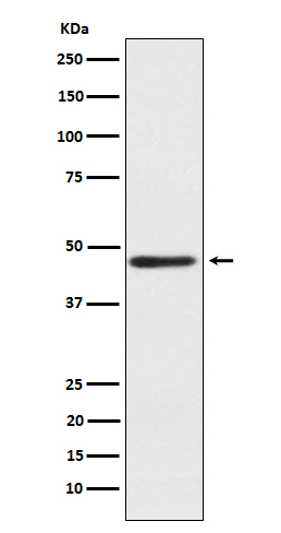 Western blot analysis of ENTPD5 expression in fetal liver lysate