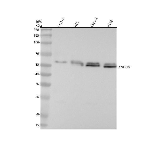 Western blot analysis of ZNF259 using anti-ZNF259 antibody (M06916)