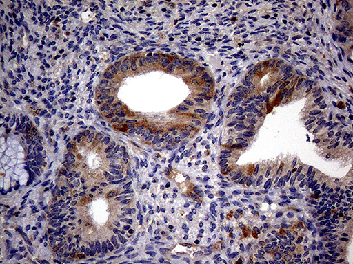 m06921 anti trip13 mouse monoclonal antibody clone id oti2f5 ihc testing 5