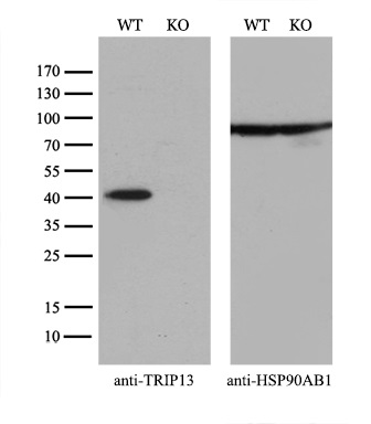 m06921 anti trip13 mouse monoclonal antibody clone id oti2f5 wb testing 2