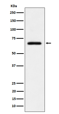 Western blot analysis of USP39 expression in HeLa cell lysate