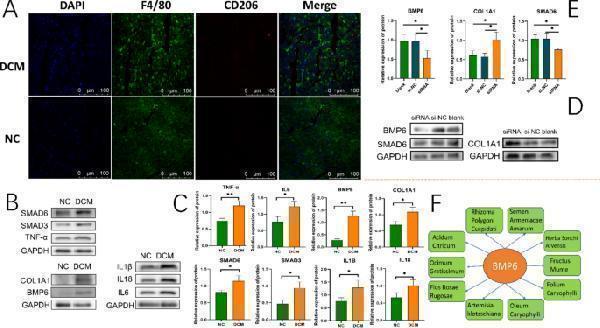 Immunofluorescence staining and cardiac tissue protein assay and BMP6 knockdown