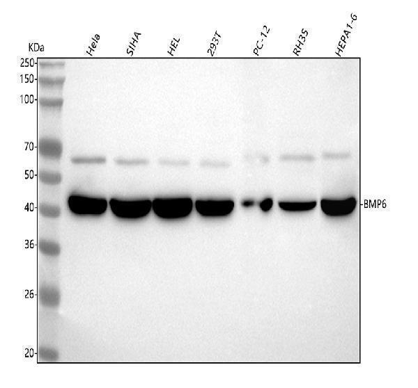  Western blot analysis of BMP6 using anti-BMP6 antibody (M06924-1)