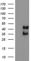 m06930 1 anti pdss2 mouse monoclonal antibody clone id oti1e9 wb testing 1
