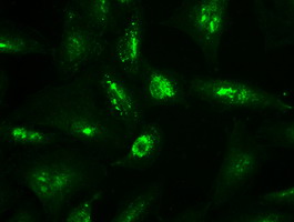 m06935 anti neurotrophin 4 ntf4 mouse monoclonal antibody clone id oti2e8 if testing 15