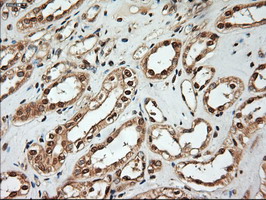 m06935 anti neurotrophin 4 ntf4 mouse monoclonal antibody clone id oti2e8 ihc testing 10
