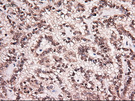 m06935 anti neurotrophin 4 ntf4 mouse monoclonal antibody clone id oti2e8 ihc testing 11
