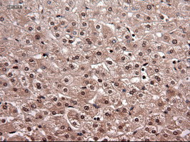 m06935 anti neurotrophin 4 ntf4 mouse monoclonal antibody clone id oti2e8 ihc testing 12