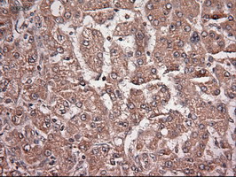 m06935 anti neurotrophin 4 ntf4 mouse monoclonal antibody clone id oti2e8 ihc testing 13
