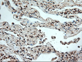 m06935 anti neurotrophin 4 ntf4 mouse monoclonal antibody clone id oti2e8 ihc testing 14