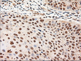m06935 anti neurotrophin 4 ntf4 mouse monoclonal antibody clone id oti2e8 ihc testing 3