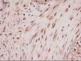 m06935 anti neurotrophin 4 ntf4 mouse monoclonal antibody clone id oti2e8 ihc testing 4