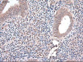 m06935 anti neurotrophin 4 ntf4 mouse monoclonal antibody clone id oti2e8 ihc testing 5