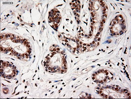 m06935 anti neurotrophin 4 ntf4 mouse monoclonal antibody clone id oti2e8 ihc testing 6
