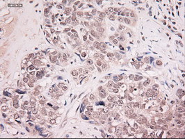 m06935 anti neurotrophin 4 ntf4 mouse monoclonal antibody clone id oti2e8 ihc testing 7