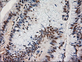 m06935 anti neurotrophin 4 ntf4 mouse monoclonal antibody clone id oti2e8 ihc testing 9