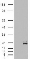 m06935 anti neurotrophin 4 ntf4 mouse monoclonal antibody clone id oti2e8 wb testing 1