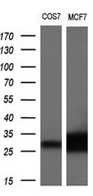 m06935 anti neurotrophin 4 ntf4 mouse monoclonal antibody clone id oti2e8 wb testing 2