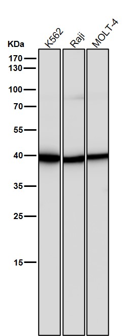m06945 1 wb8