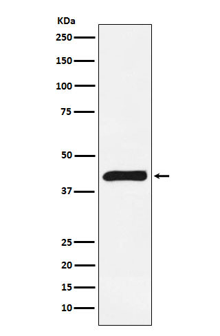 m06945 2 wb