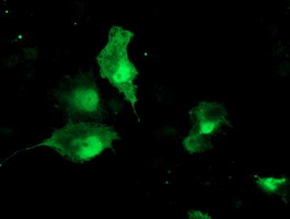 m06952 1 anti tbcc mouse monoclonal antibody clone id oti4c4 if testing 9