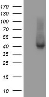 m06952 1 anti tbcc mouse monoclonal antibody clone id oti4c4 wb testing 1