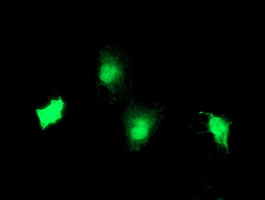 m06952 anti tbcc mouse monoclonal antibody clone id oti1g1 if testing 3