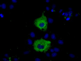 m06957 anti miox mouse monoclonal antibody clone id oti4g7 if testing 13