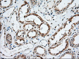 m06957 anti miox mouse monoclonal antibody clone id oti4g7 ihc testing 10