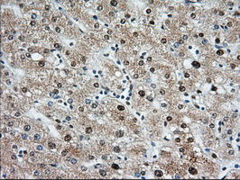 m06957 anti miox mouse monoclonal antibody clone id oti4g7 ihc testing 11