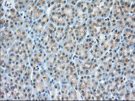 m06957 anti miox mouse monoclonal antibody clone id oti4g7 ihc testing 4