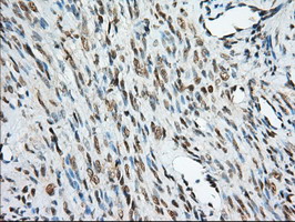 m06957 anti miox mouse monoclonal antibody clone id oti4g7 ihc testing 6