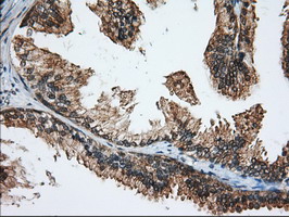 m06957 anti miox mouse monoclonal antibody clone id oti4g7 ihc testing 7