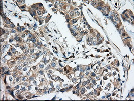 m06957 anti miox mouse monoclonal antibody clone id oti4g7 ihc testing 8