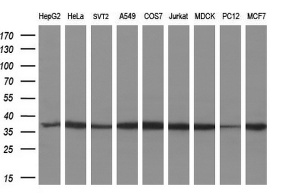 Western blot analysis of extracts (35ug) from 9 different cell lines by using anti-MIOX monoclonal antibody (HepG2: human; HeLa: human; SVT2: mouse; A549: human; COS7: monkey; Jurkat: human; MDCK: canine; PC12: rat; MCF7: human) (1:200)