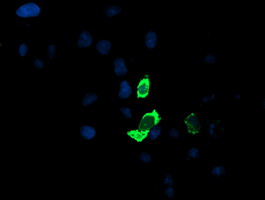 m06961 1 anti aminopeptidase a enpep mouse monoclonal antibody clone id oti1d4 if testing 8