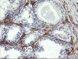 m06961 1 anti aminopeptidase a enpep mouse monoclonal antibody clone id oti1d4 ihc testing 4