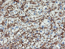 m06961 1 anti aminopeptidase a enpep mouse monoclonal antibody clone id oti1d4 ihc testing 7