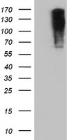 HEK293T cells were transfected with the pCMV6-ENTRY control (Left lane) or pCMV6-ENTRY ENPEP (Right lane) cDNA for 48 hrs and lysed